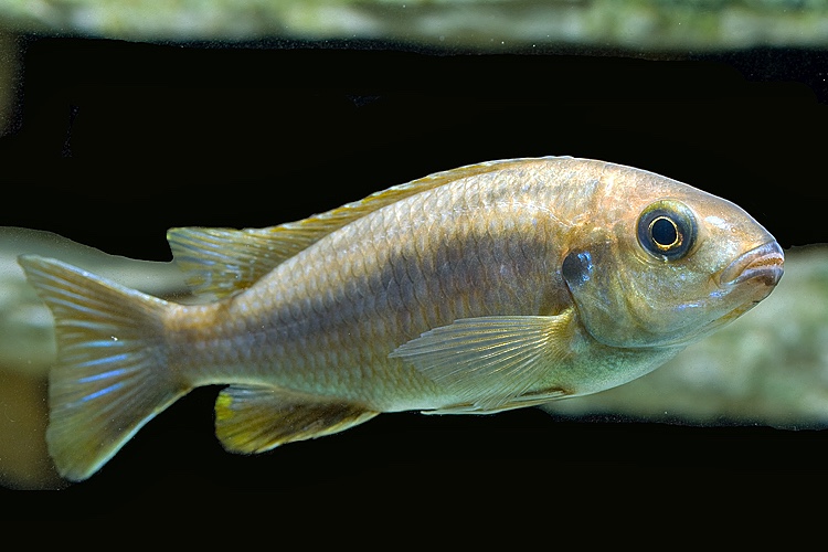Gephyrochromis moorii 'Msuli'